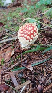 foto di Funghi